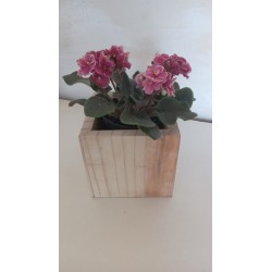 Bouquês de Flores Vivas