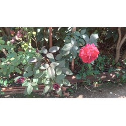 Rosas Vermelhas