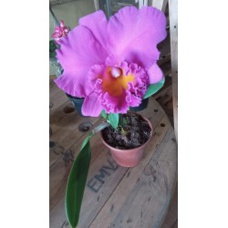 Orquidea Dandobrio