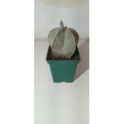 Cacto Chapéu de Bispo