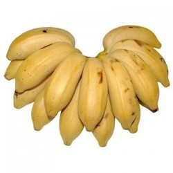 Banana Maçã Primeira