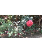 Rosas e flores diversas