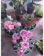 Bouquês de flores vivas