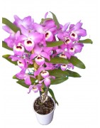 Orquídeas