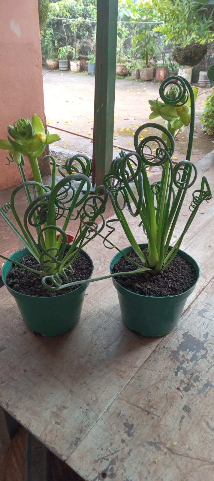 Flores é a extensão da vida