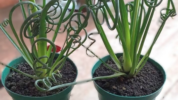 Flores é a extensão da vida