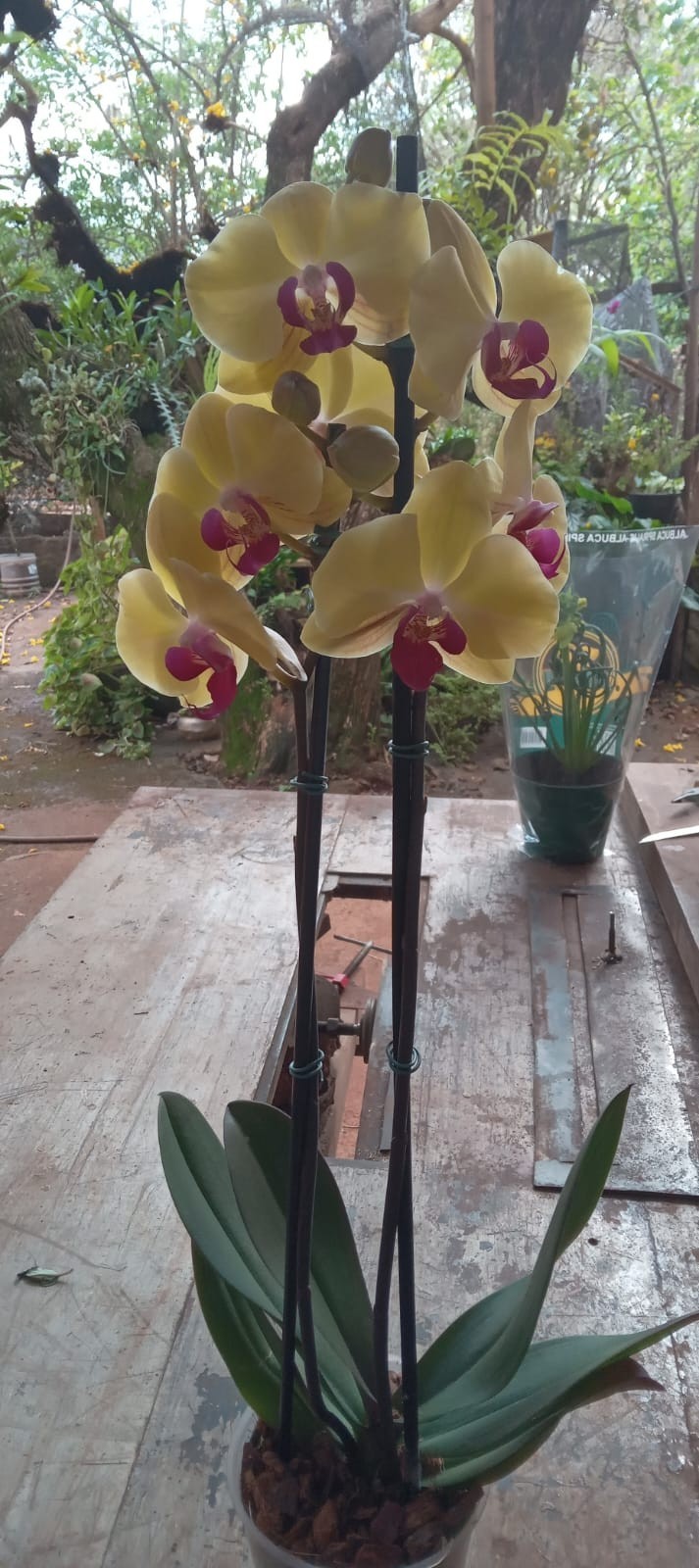 Orquideas Diversas 